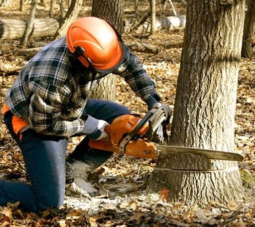 Tree Removal in Lahoma, OK